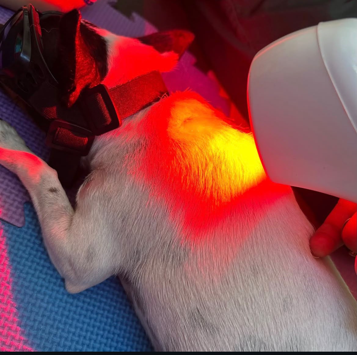 Aplicação de fotobiomodulação com laser na coluna de um cão durante sessão de reabilitação