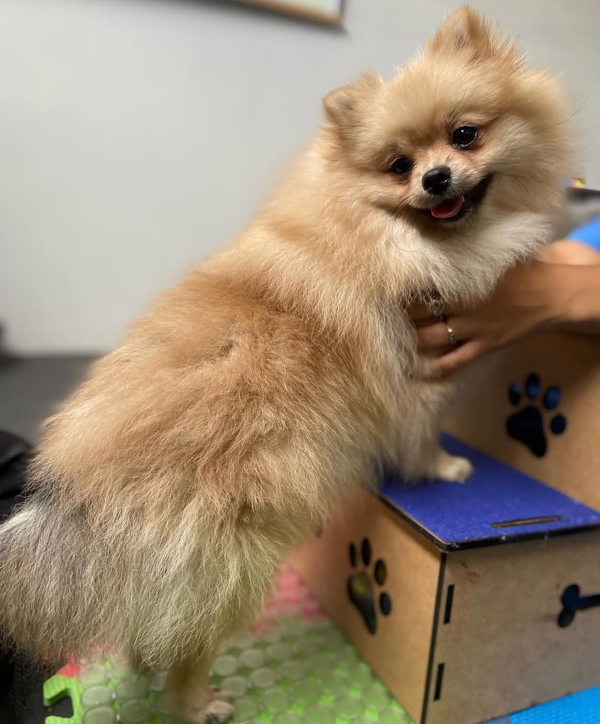 Cão de pequeno porte em exercício terapêutico sobre plataforma durante sessão de reabilitação na FisioVet